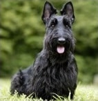 Scottish Terrier