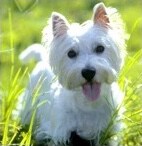 how to stop a westie from barking