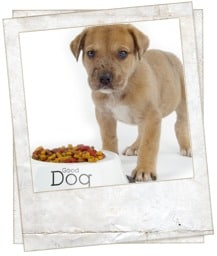 aafco standards for dog food