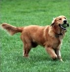 golden retriever