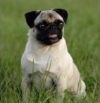 pug