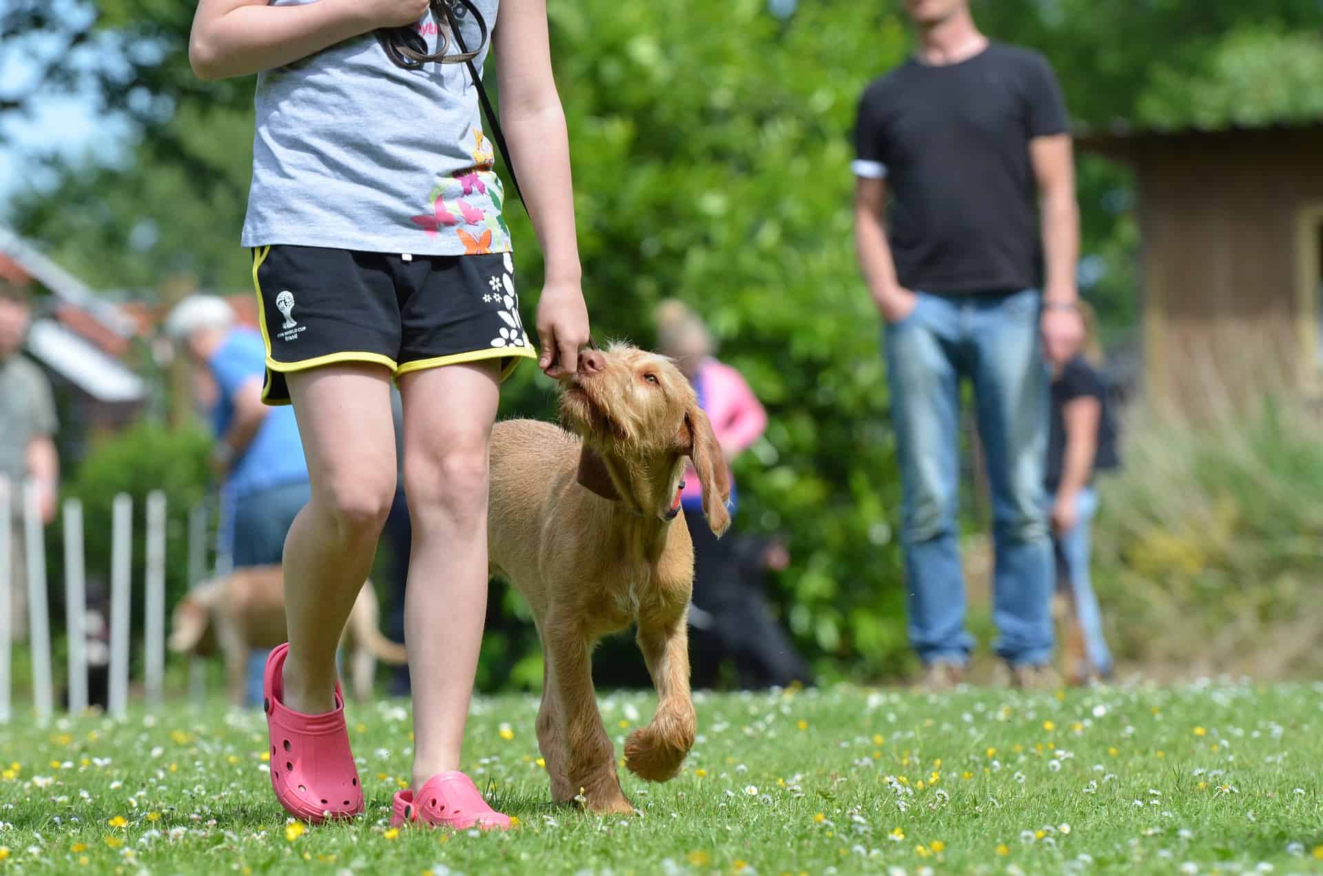 Dog Running With Owner