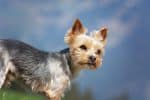 GetShowQualityYorkiesFromReputableBreeders