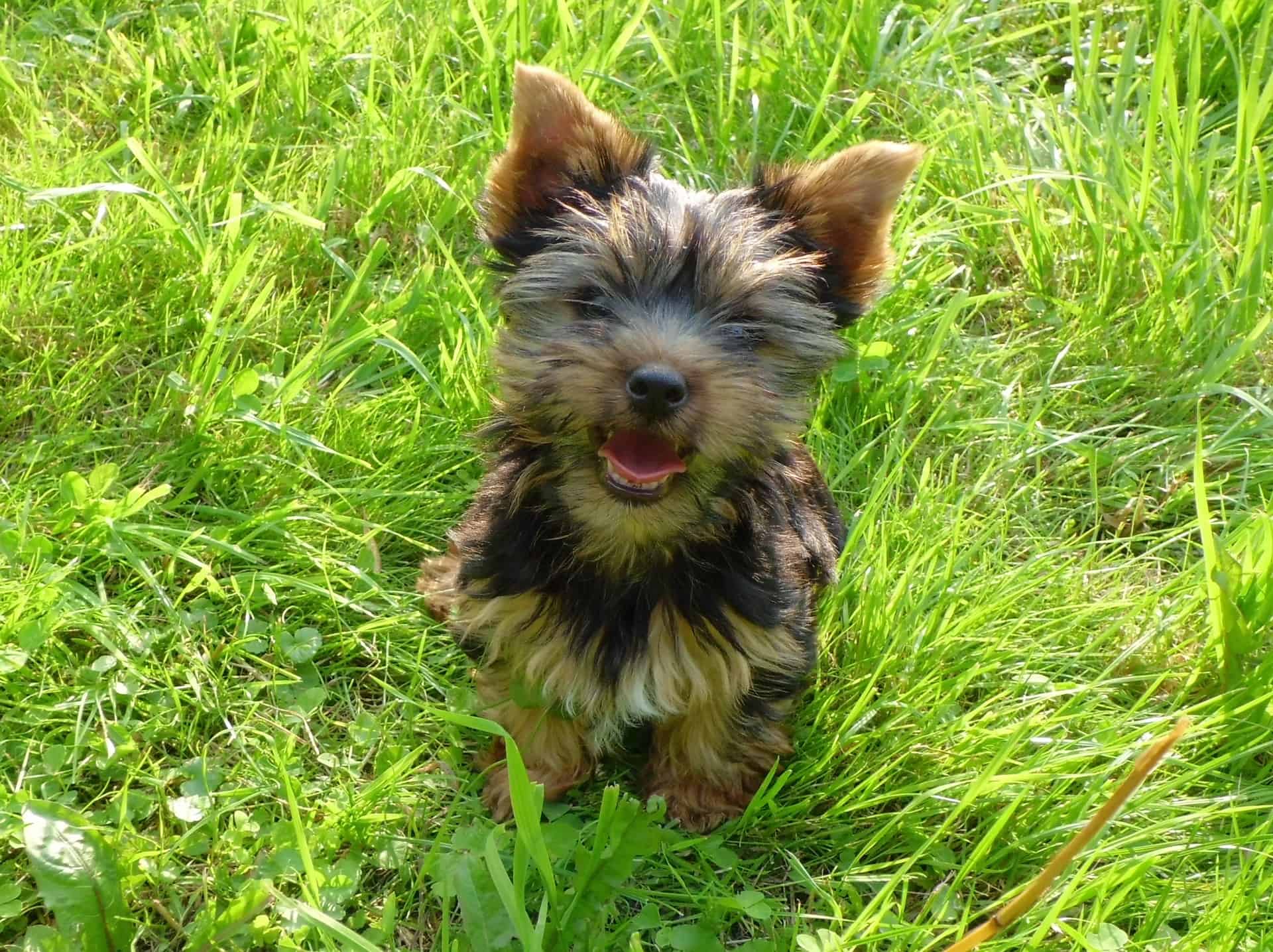 WHyBuyYorkshireTerrierPuppies-dog