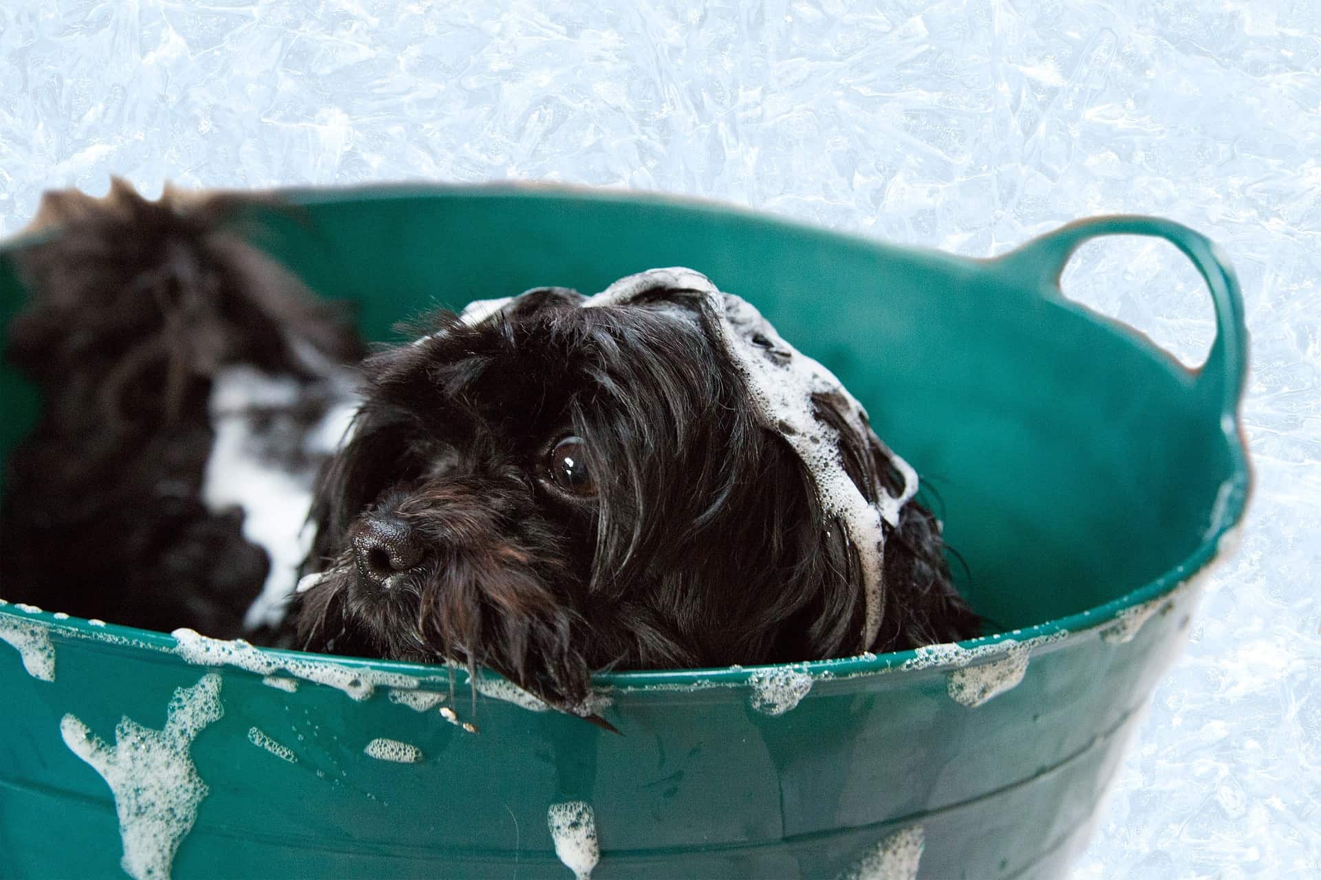 Dog in the Bath