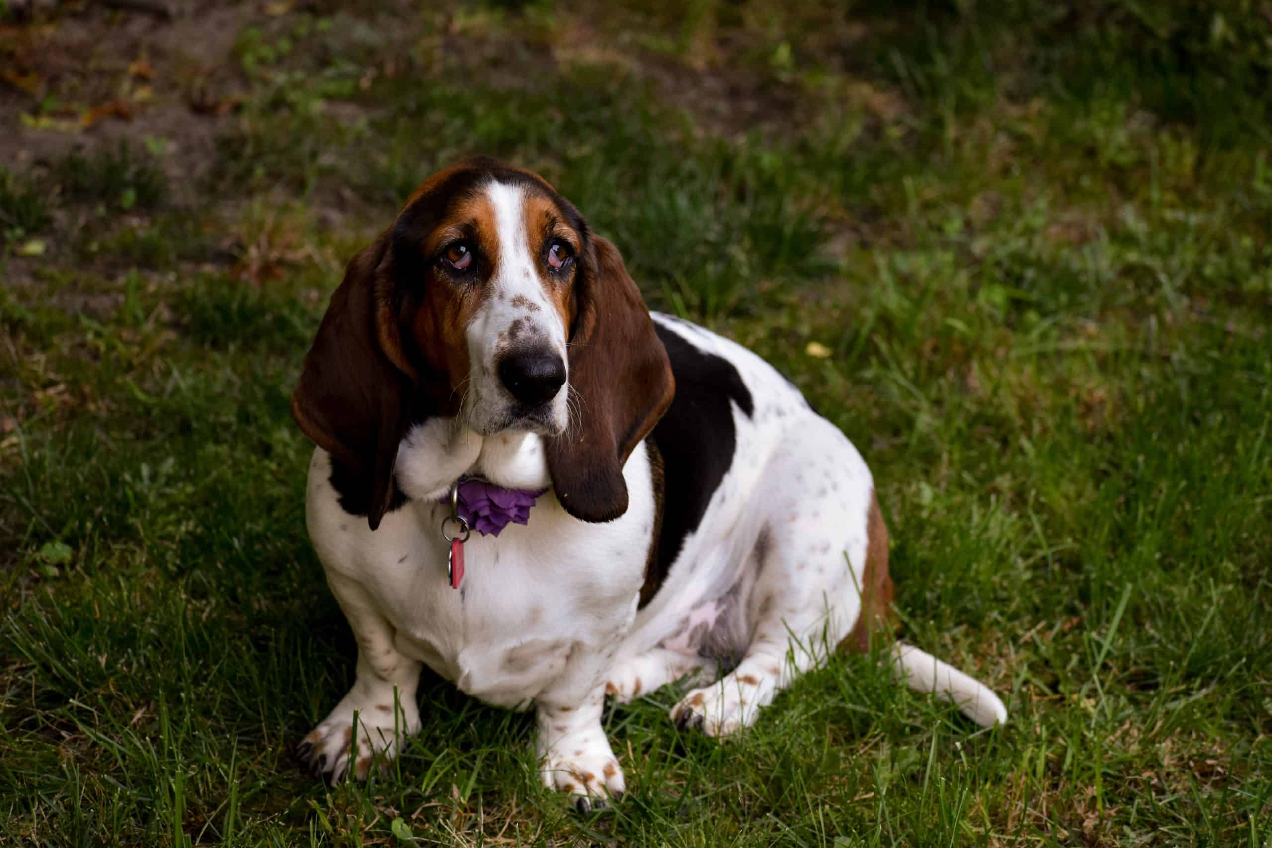 Basset-Hound-Overweight