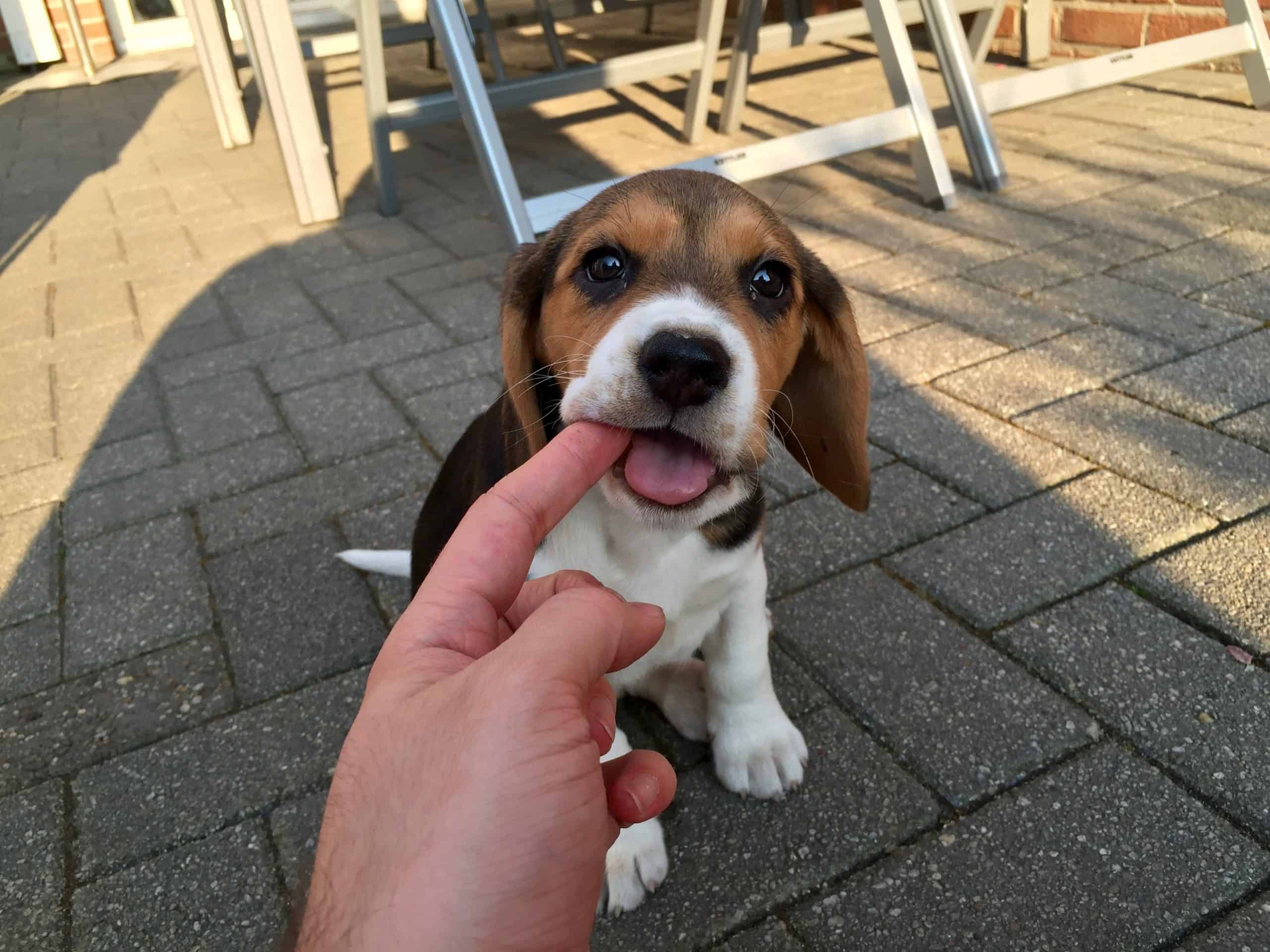 Basset-Hound - Cute Puppy Checking his teeth