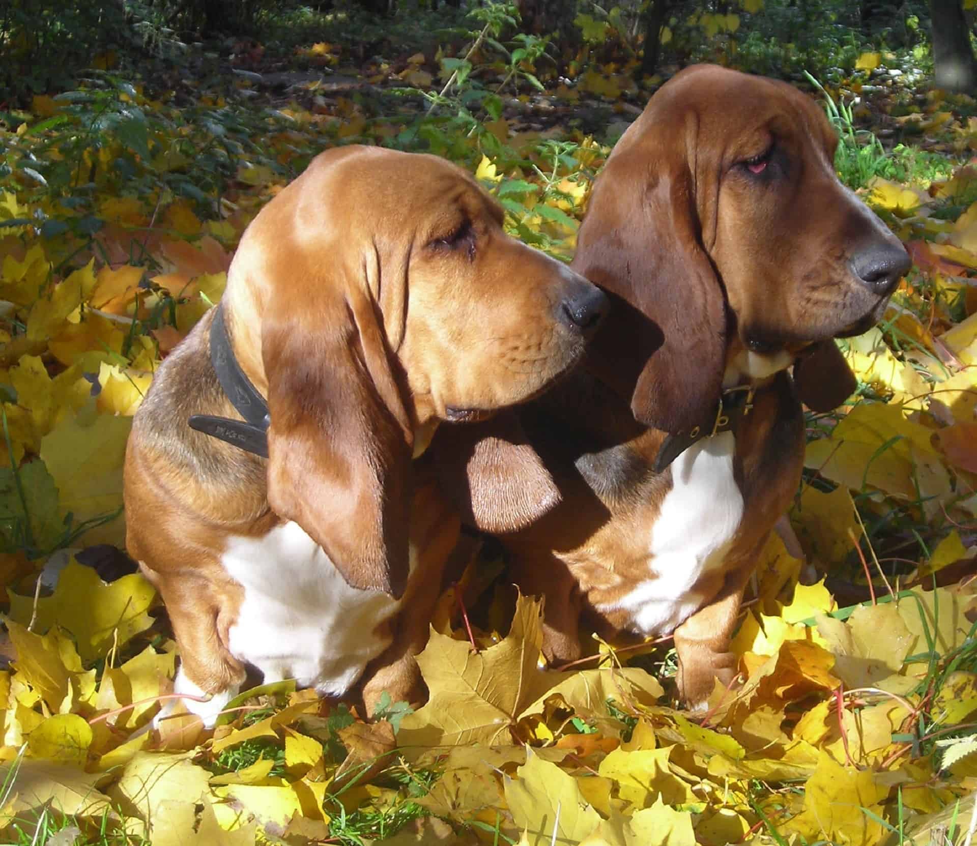 Basset-Hounds Sitting together - meeting the family