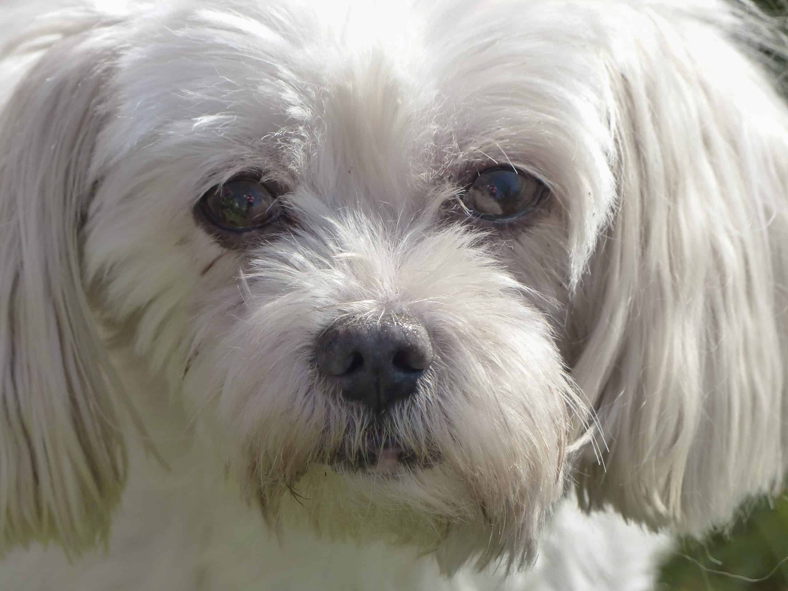 Bichon-Frise Groomed Nicely