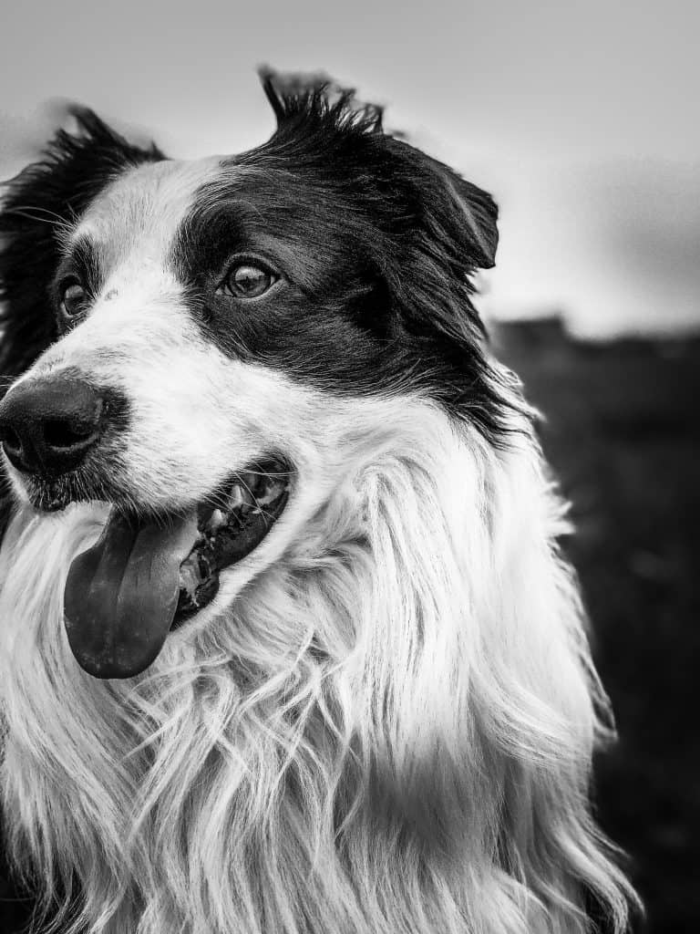 Easy Border Collie Grooming Tips - Sharda'sDog World