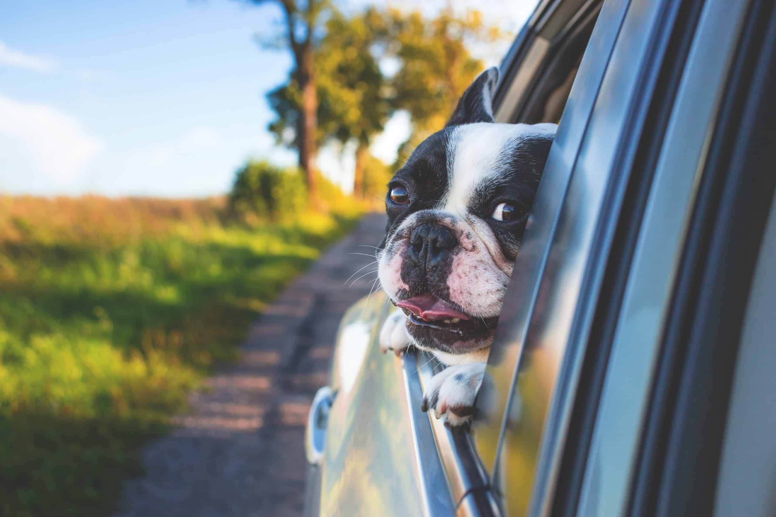 Boston Terrier Coming Home