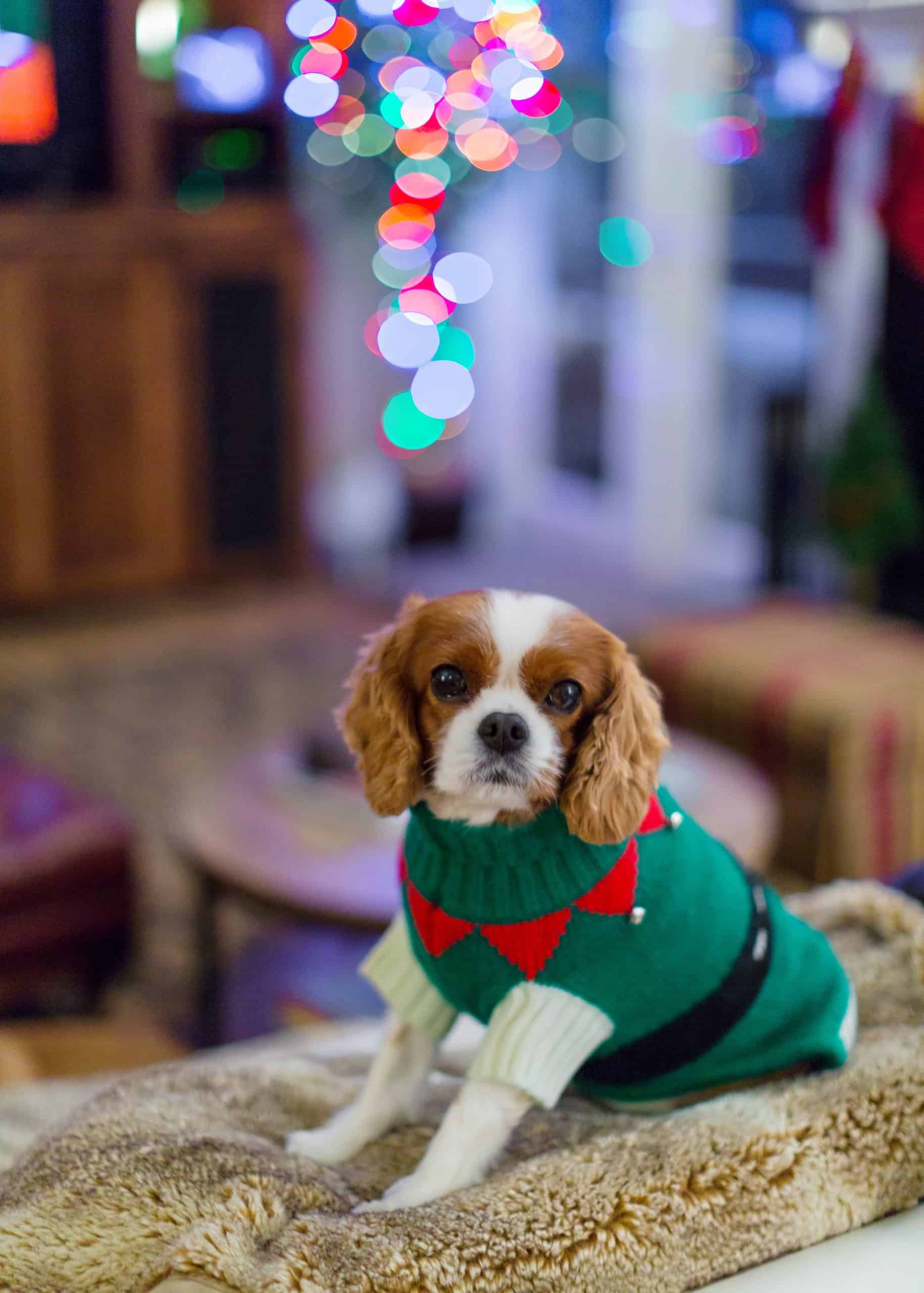 Cavalier-King-Charles-Spaniel Sitting in Christmas Gear