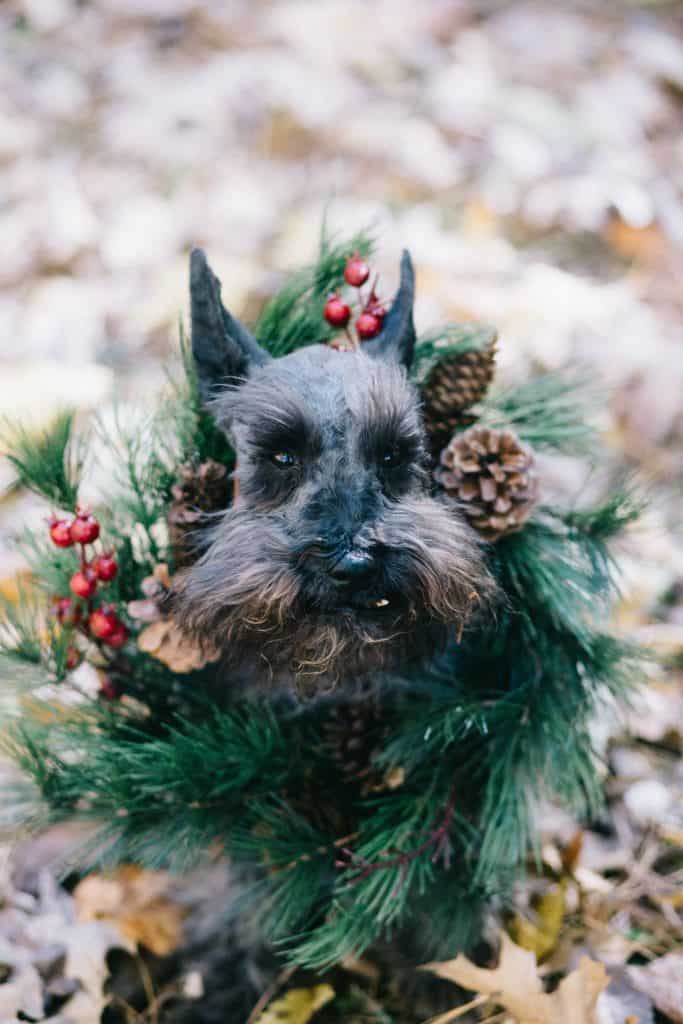 Scottish Terrier Feeding Schedule and Cooking For Your