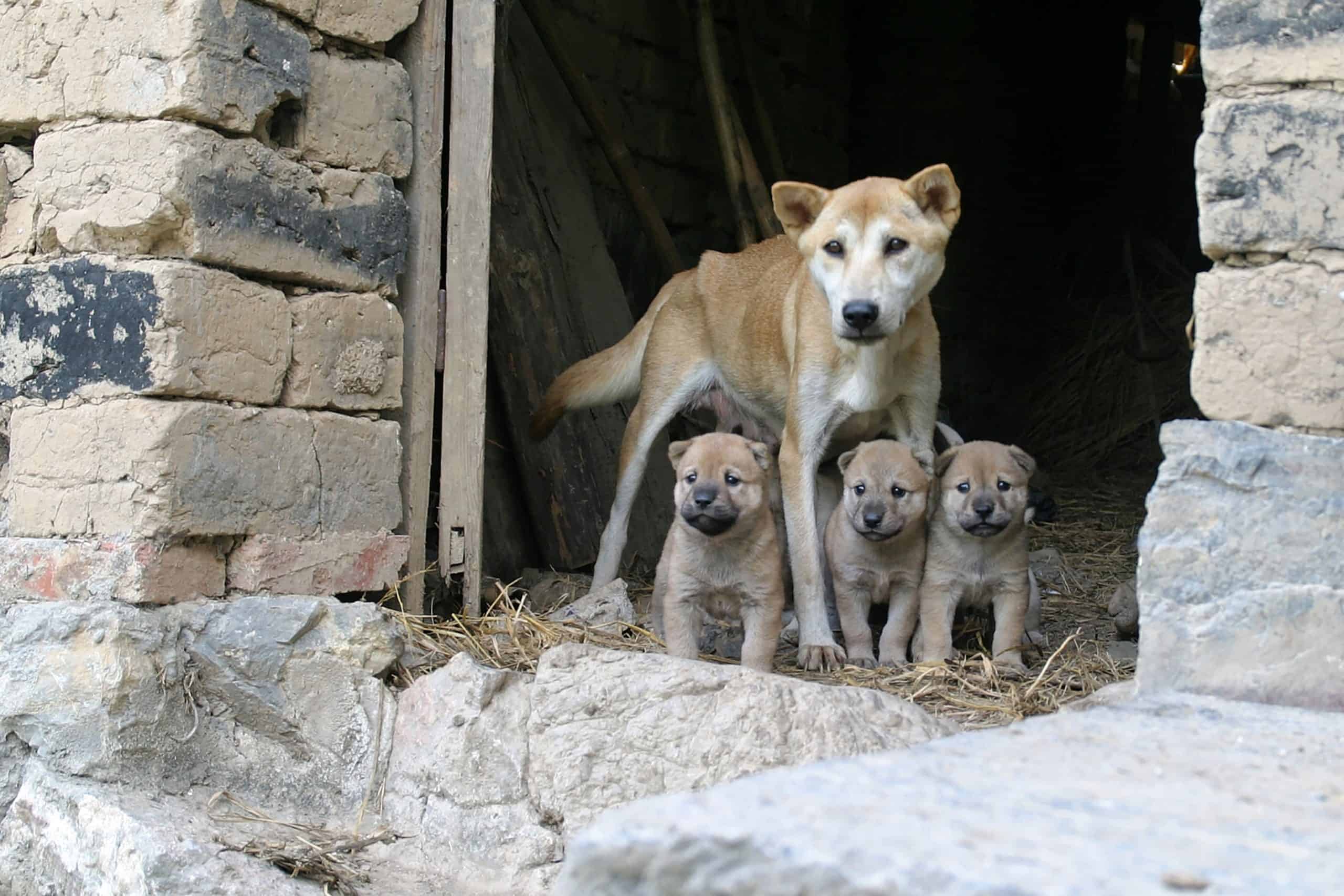 Once Pregnant Dog With Pups