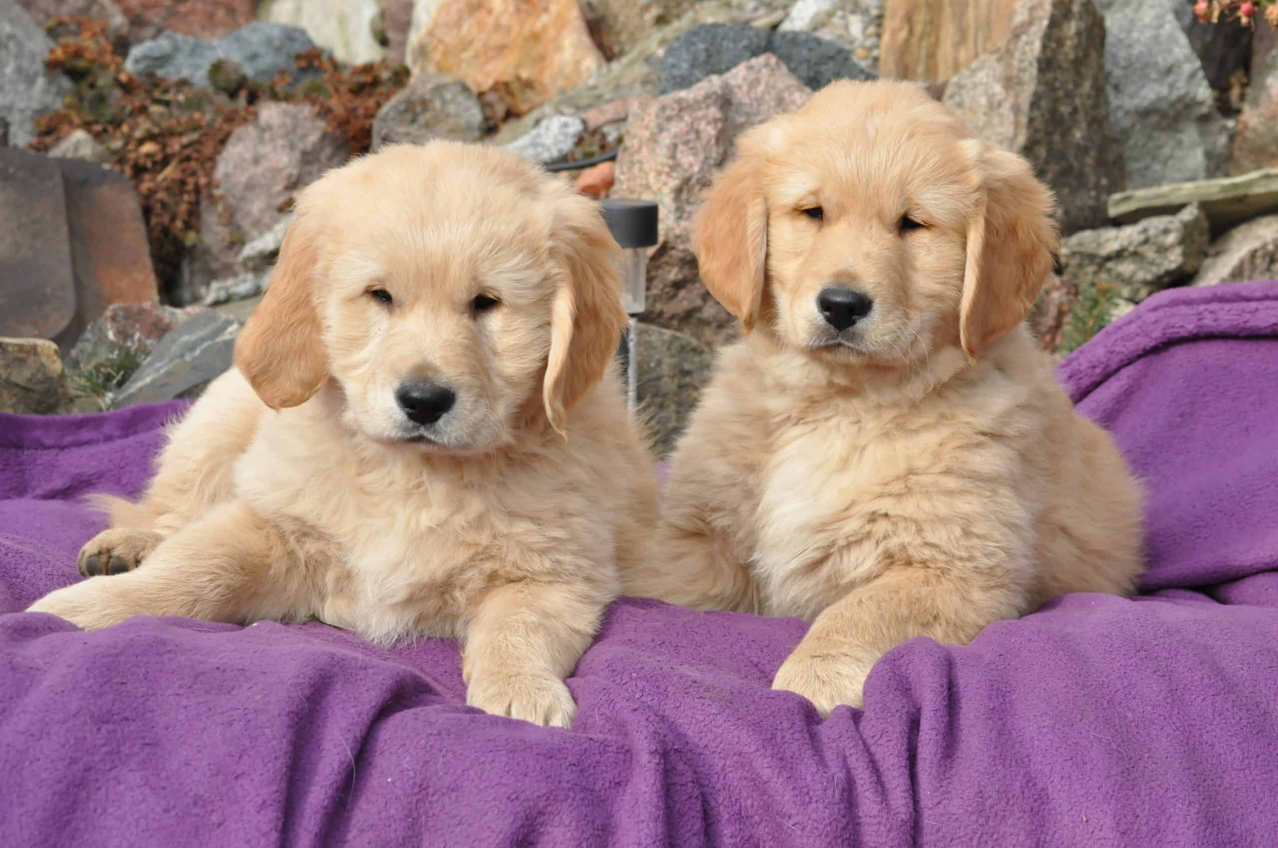 Gold Retriever Picking the Right Puppy