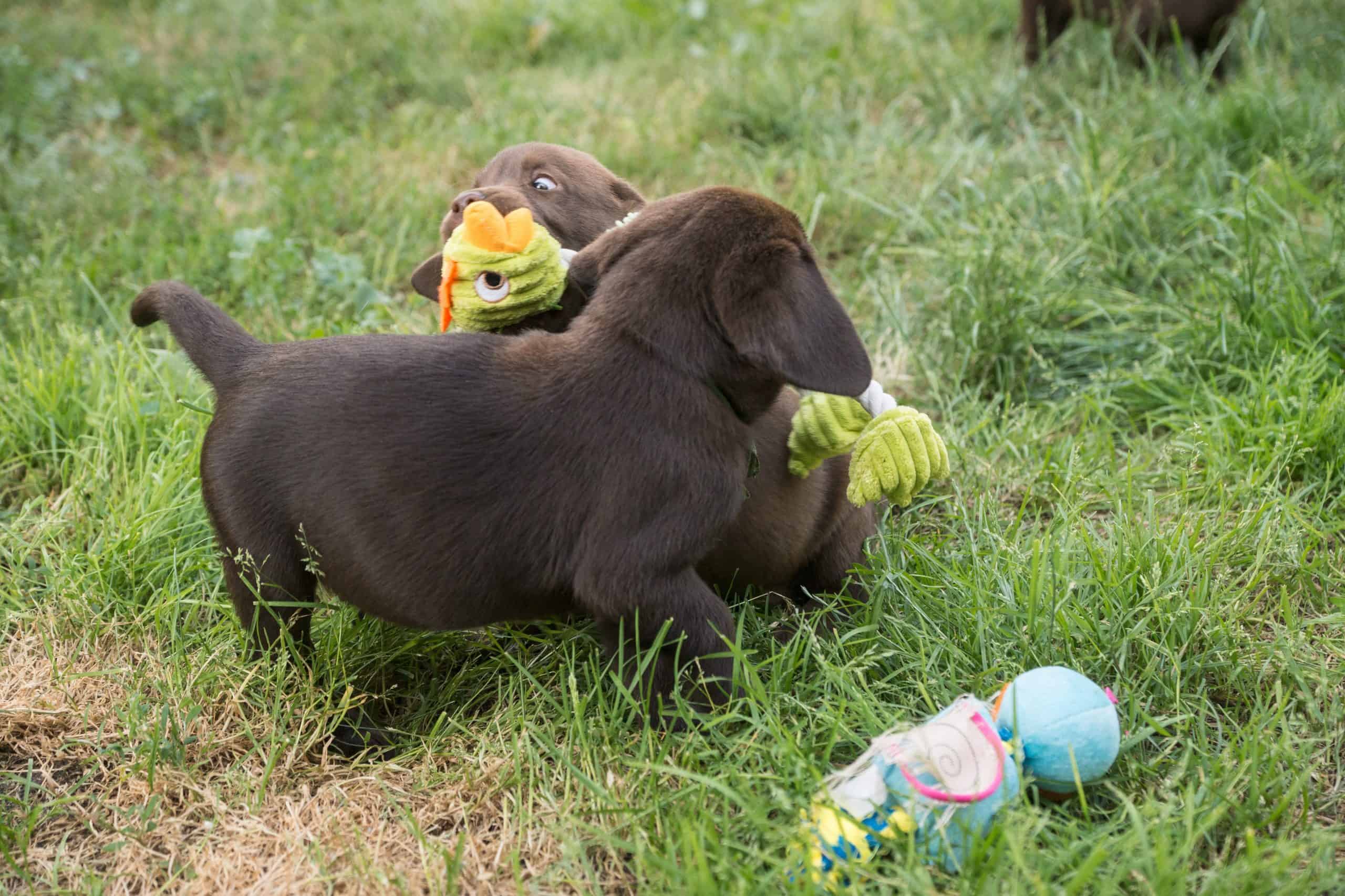 Labrador-Puppy-Supplies-For-Homecoming