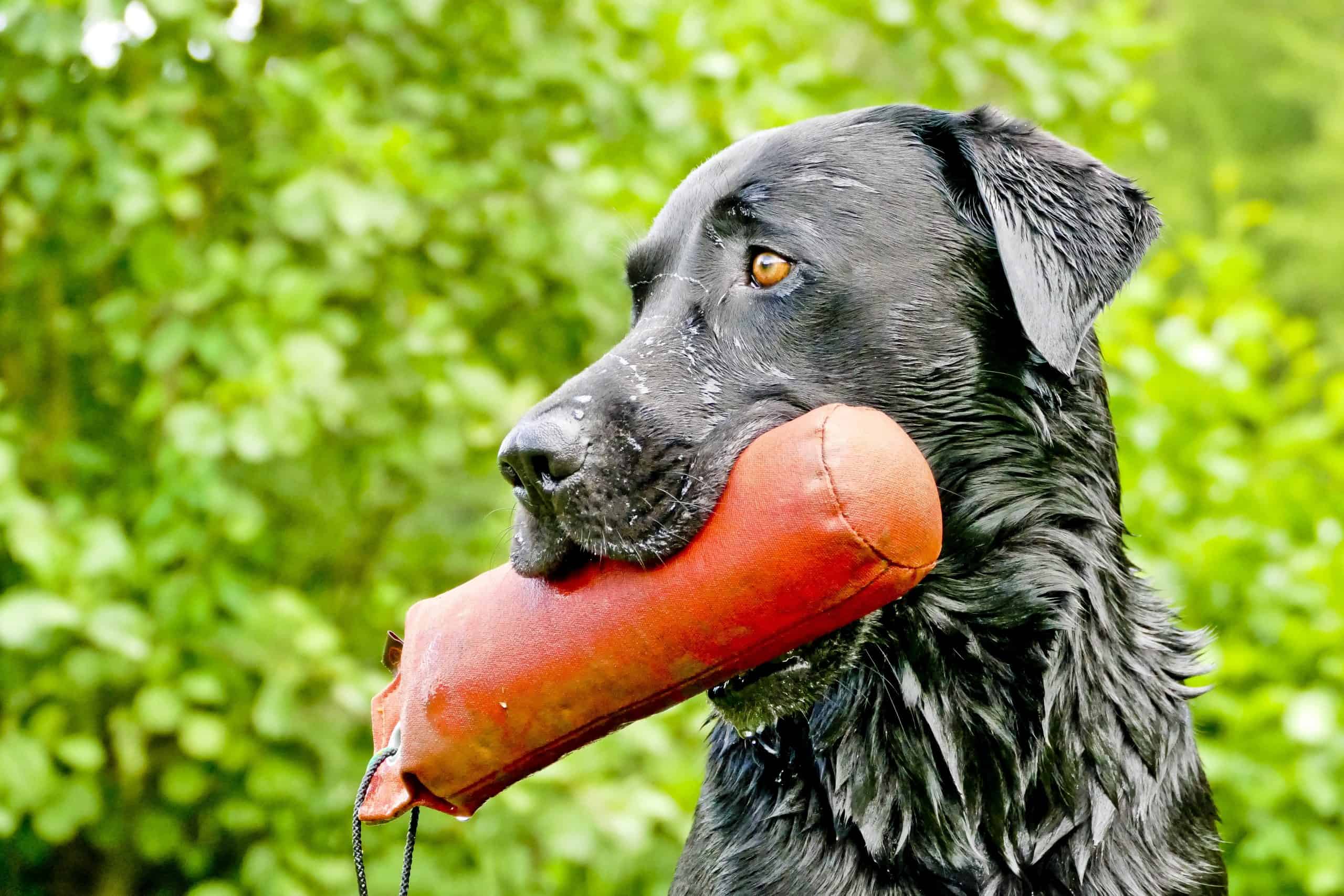 Labrador-Things-For-Home