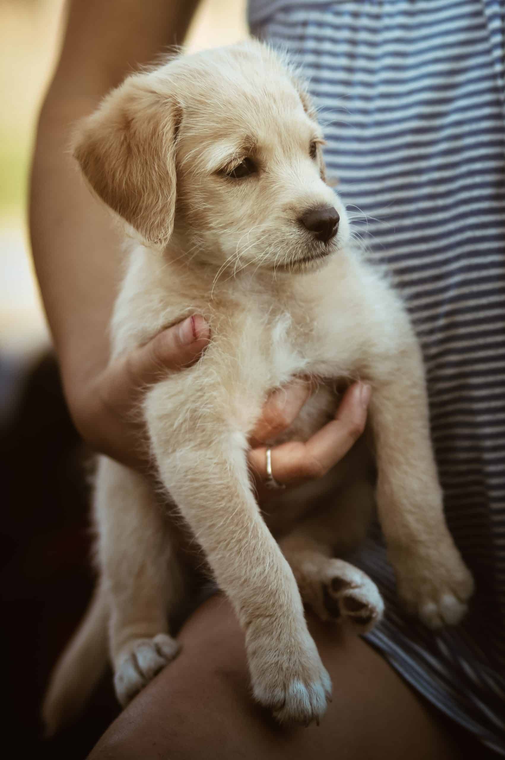 Labrador-Pupppy-Held-Ready-for-food