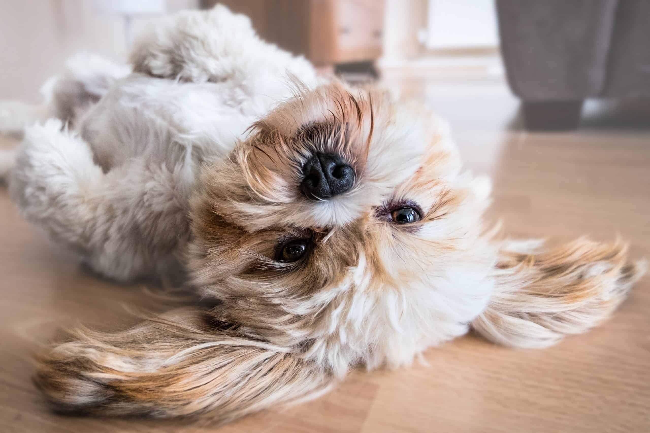 Lhasa-Apso Child Friendly