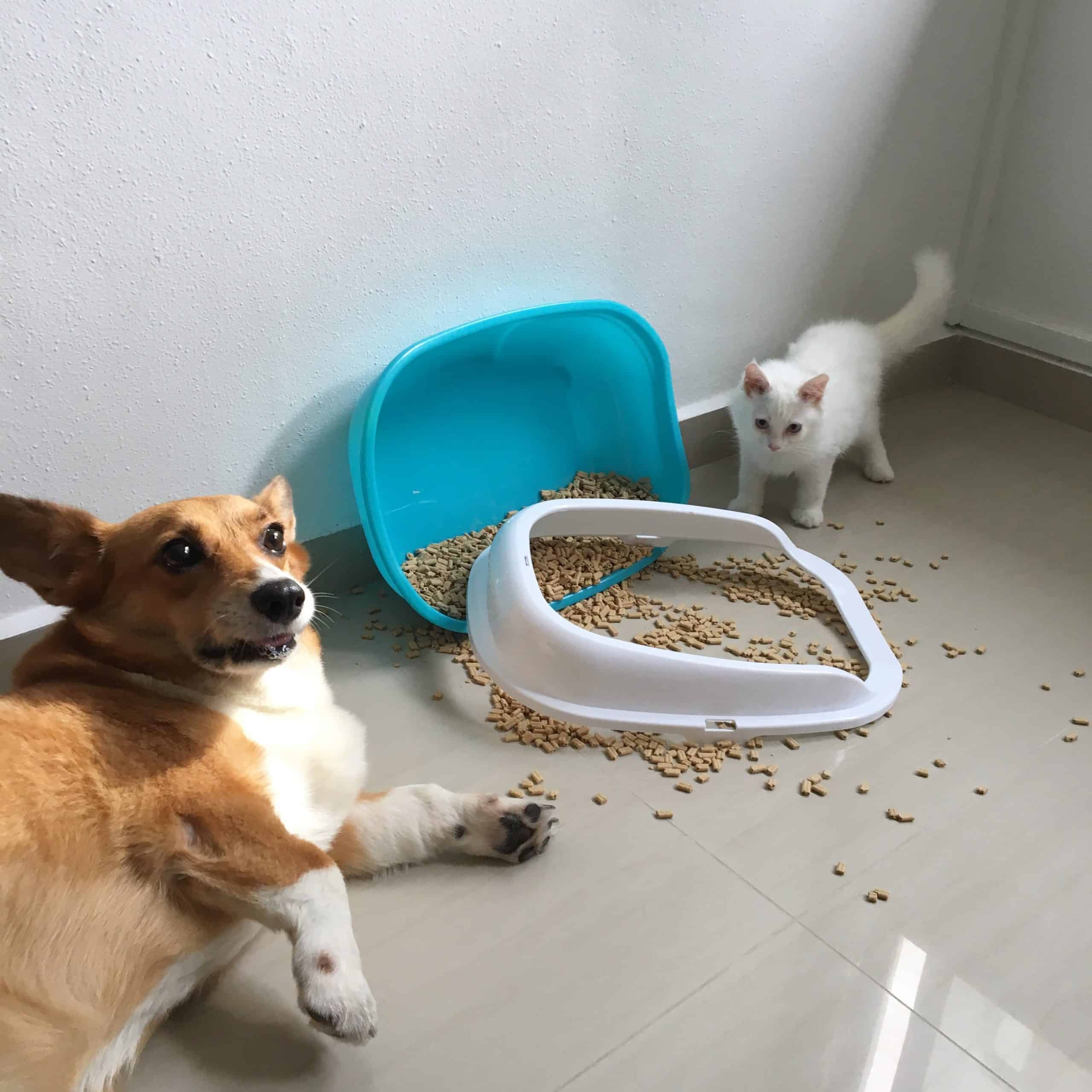 Dog and Cat with Spilt LItter Box