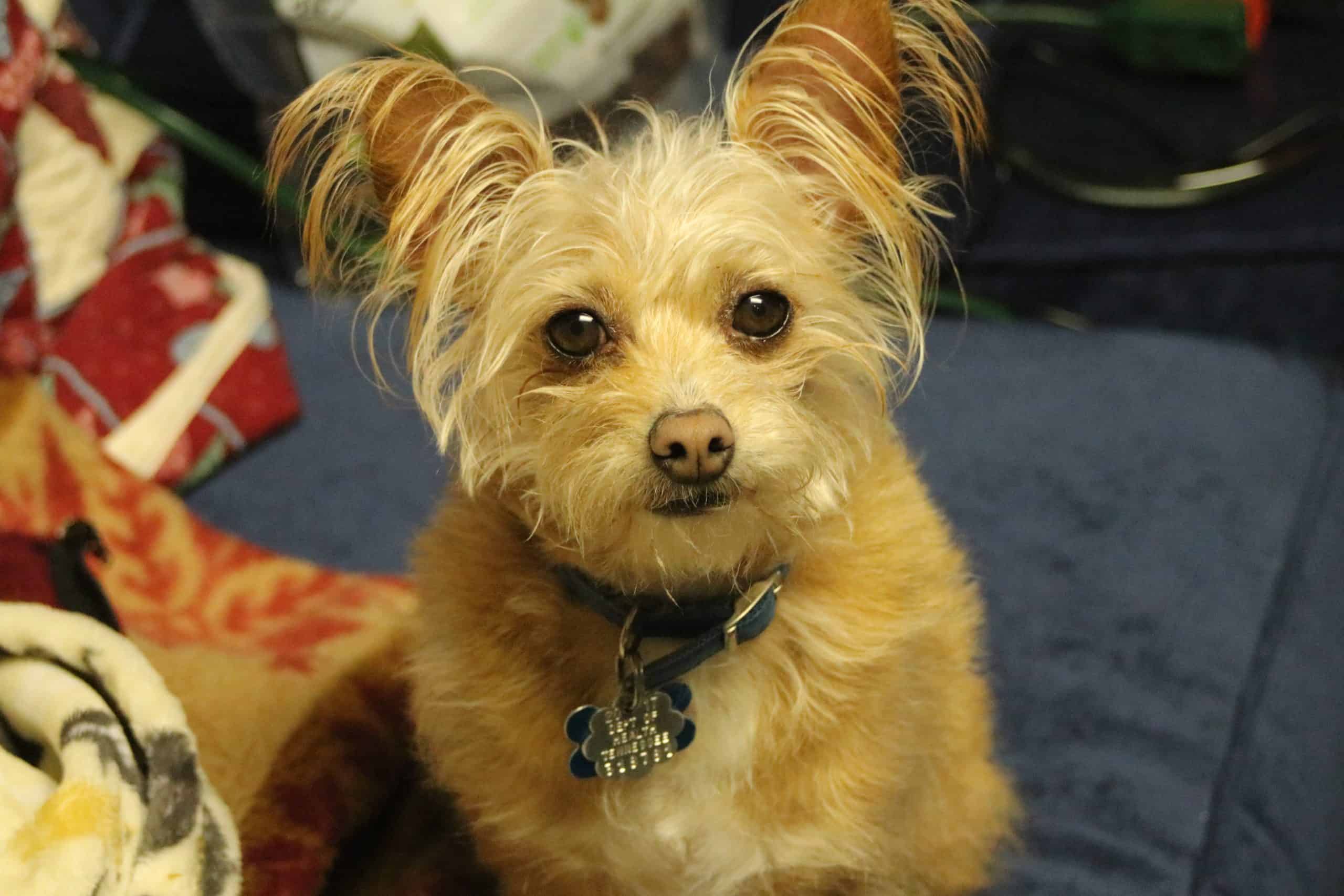 Cute Miniature Yorkshire Terrier Miniature Yorkie