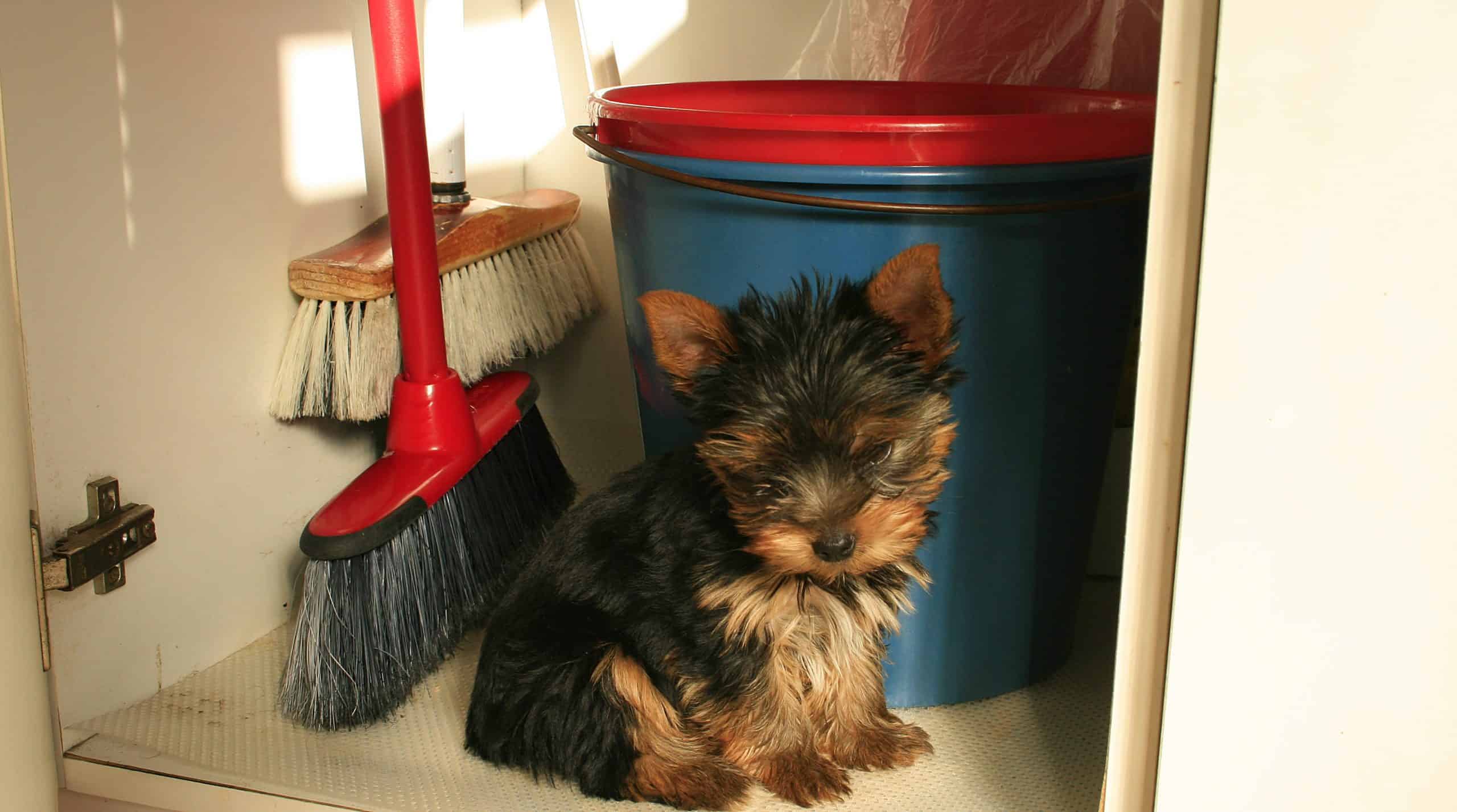 Yorkshire-Terrier Puppy - Areas to Cover